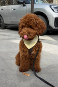 Lagny - Bandana pour chien